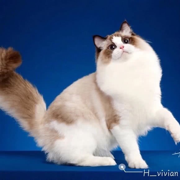 芙瑞宠物生活馆:南充市顺庆区玉带路/富春花园附近