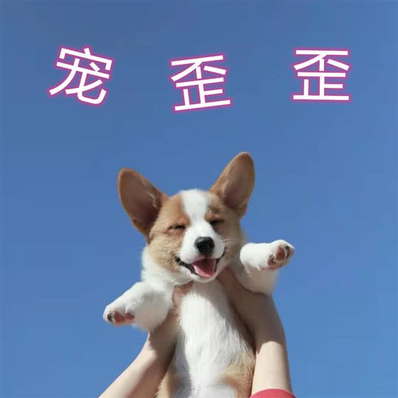 宠歪歪宠物生活馆:南充市顺庆区金鱼岭附近