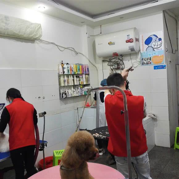 宠物城堡:南充市顺庆区正阳路附近