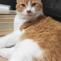 解忧猫铺:眉山市东坡区客运中心站附近