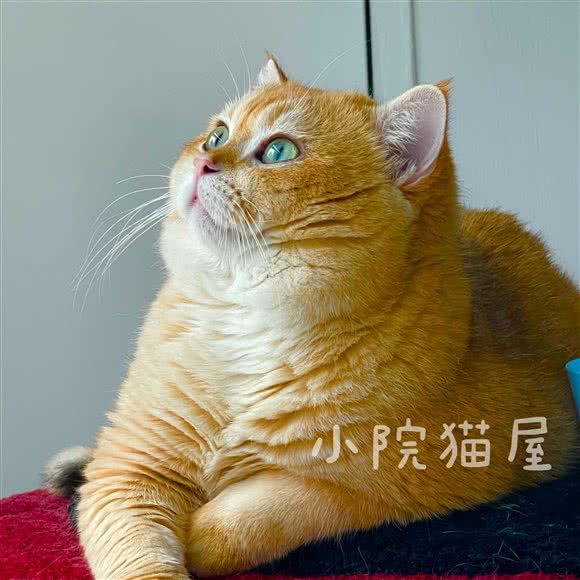 小院猫舍·金渐层银渐层专卖:北京城区朝阳区青年路附近