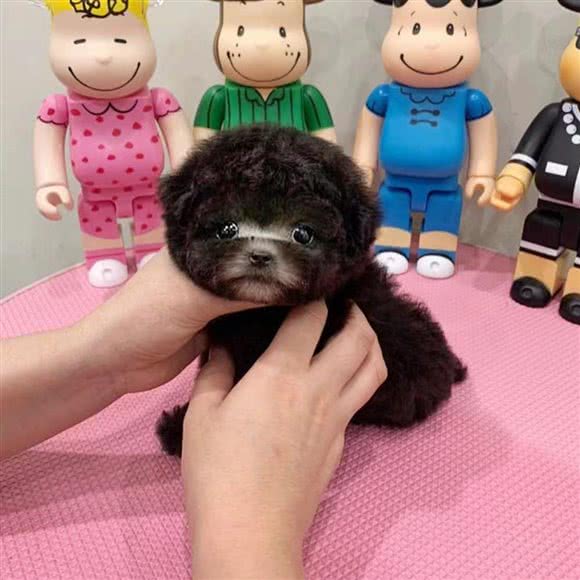 派特名宠 精品猫狗宠物售卖:北京城区朝阳区青年路附近