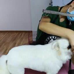 贵州瑾静宠物美容学校(小十字店):贵阳市南明区大南门附近