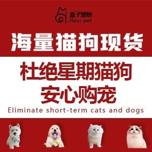 盒子宠物(宠物猫狗专卖)活体购宠,猫舍犬舍:贵阳市南明区花果园兰花广场附近