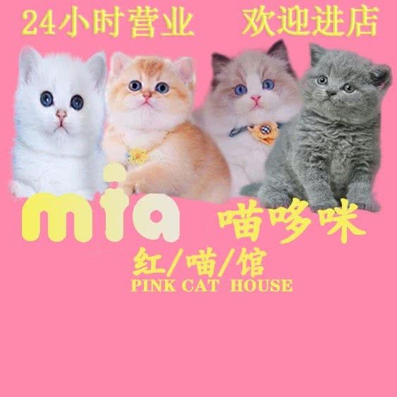 喵哆咪CFA国际赛级·猫舍宠物店(花果园店):贵阳市南明区花果园兰花广场附近