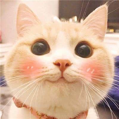 宠来了Pet Here:贵阳市南明区花果园兰花广场附近