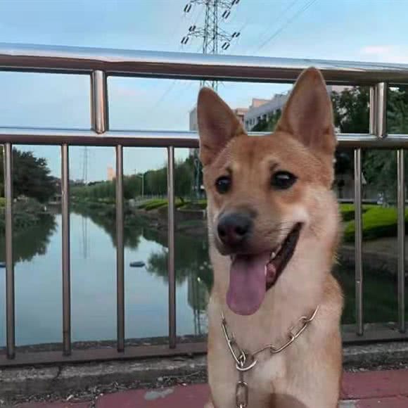 小林宠物火化殡葬善终:贵阳市云岩区飞山街附近