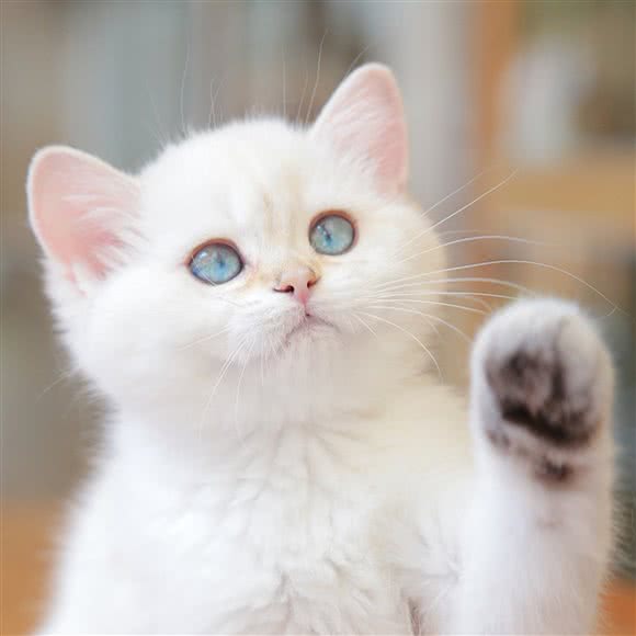 叮当爸爸的猫舍:昆明市五华区黄土坡附近