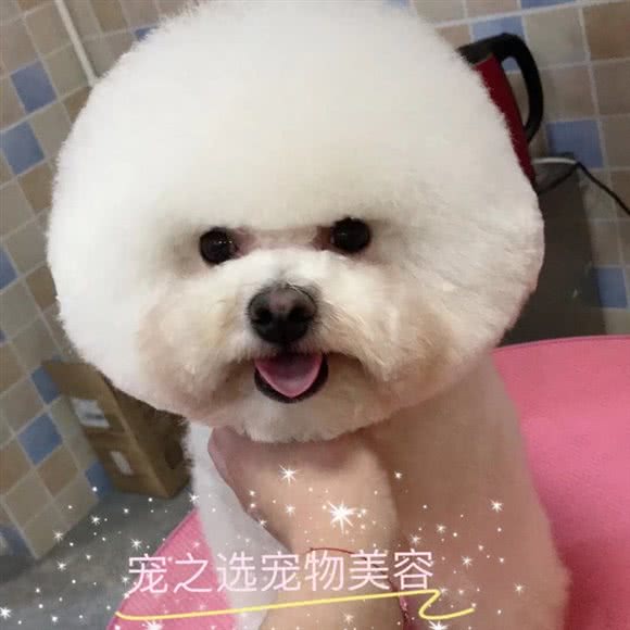 宠之选(紫薇广场店):昆明市盘龙区大树营附近