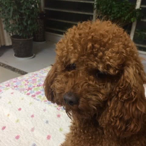 金鑫宠物美容连锁:昆明市盘龙区世博园附近