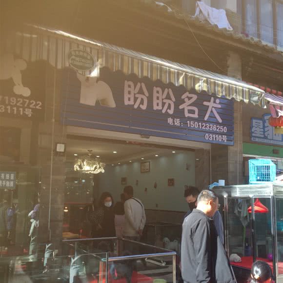 盼盼名犬:昆明市盘龙区白龙新区附近