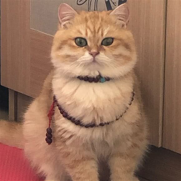 仙猫生活馆:曲靖市麒麟区麒麟花园附近