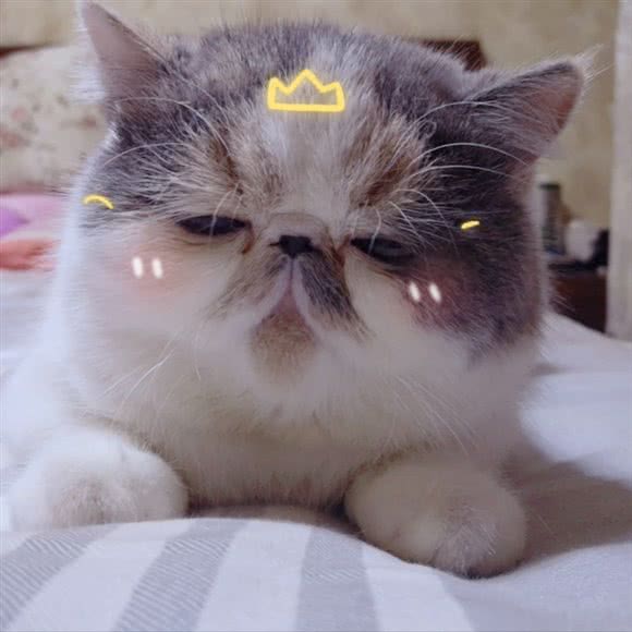11.猫咖:西安市新城区民乐园附近