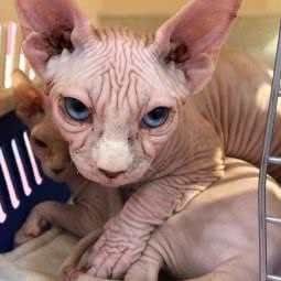 猫芝生(兴正元广场店):西安市碑林区钟楼/鼓楼附近
