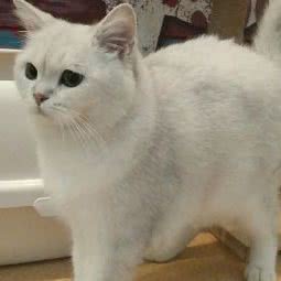 温馨猫咪寄养酒店:西安市碑林区交大东校区/理工大附近