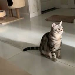 宠爱一生猫舍:西安市碑林区小雁塔/南稍门附近