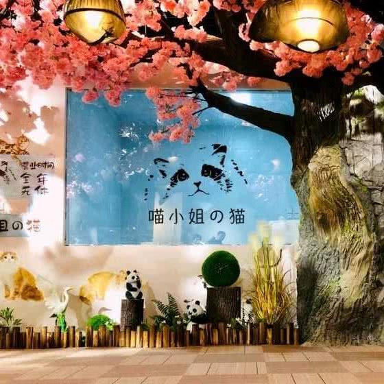 喵小姐の猫(南门店):西安市碑林区小雁塔/南稍门附近