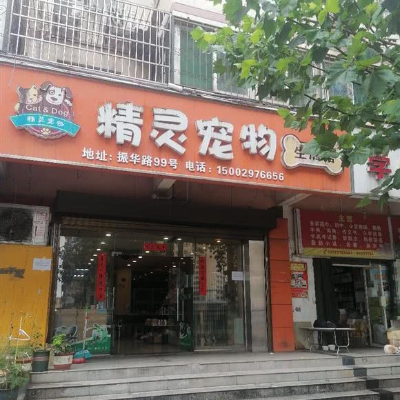 精灵宠物:西安市莲湖区北关附近