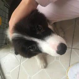 秦牧园犬舍:西安市灞桥区白鹿原附近