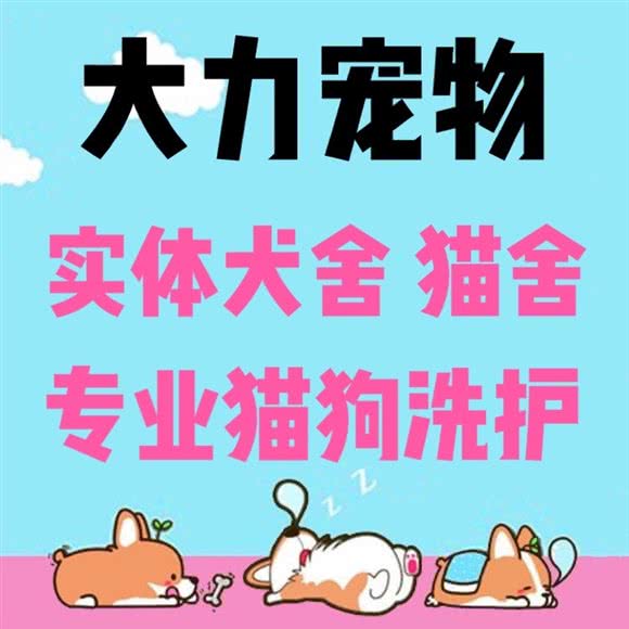 大力宠物·私家犬舍猫舍·柯基比熊博美·布偶矮脚拿破仑·萌宠自营店:西安市未央区龙首附近