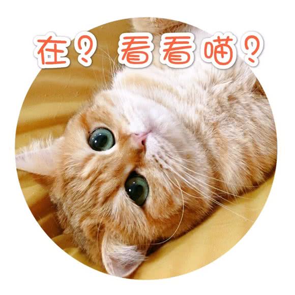 其他人家de猫咖·撸猫体验馆:西安市未央区未央路沿线附近