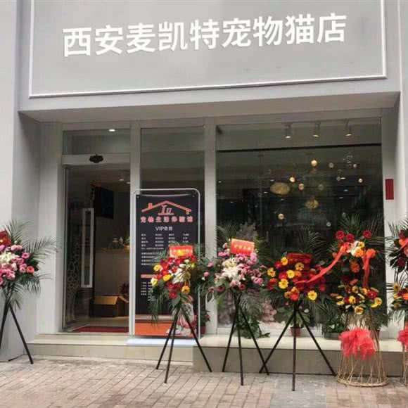 成都麦凯特宠物猫店:西安市未央区辛家庙附近