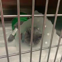 城墙边的布偶猫猫舍猫咖:西安市未央区辛家庙附近