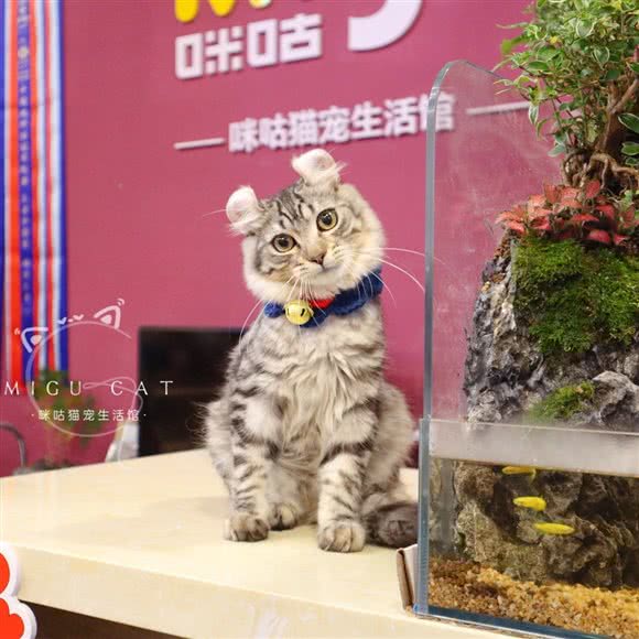 咪咕猫宠生活馆:西安市雁塔区曲江新区附近