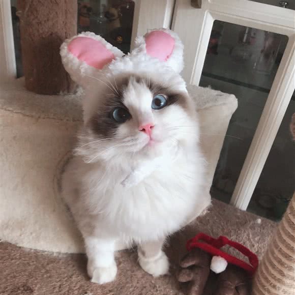 糖果candy猫舍:西安市雁塔区曲江新区附近