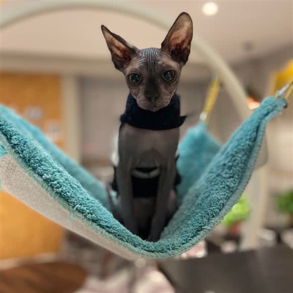 猫出没撸猫馆:西安市雁塔区小寨附近