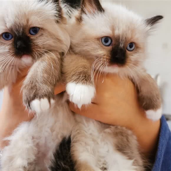猫叫联盟猫舍:西安市雁塔区电视台/会展中心附近