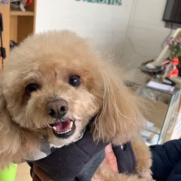 爱宠屋宠物店:宝鸡市渭滨区高新区附近