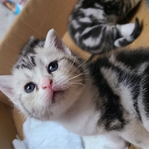 lucky cat 幸运猫舍:宝鸡市金台区第五大道附近