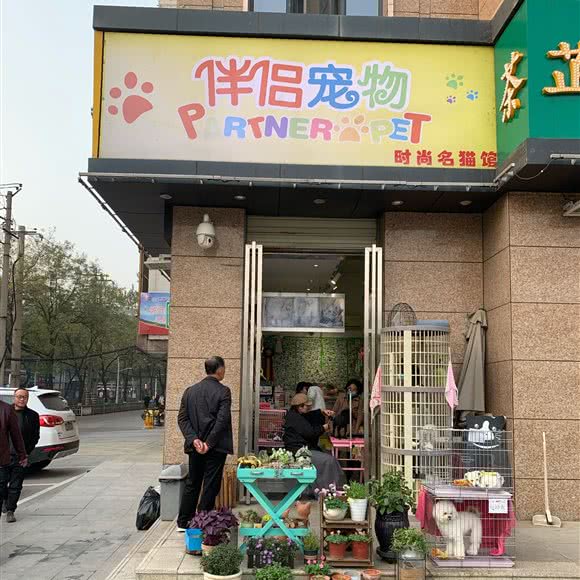 伴侣宠物时尚七名猫馆:咸阳市秦都区秦都区中心城区附近