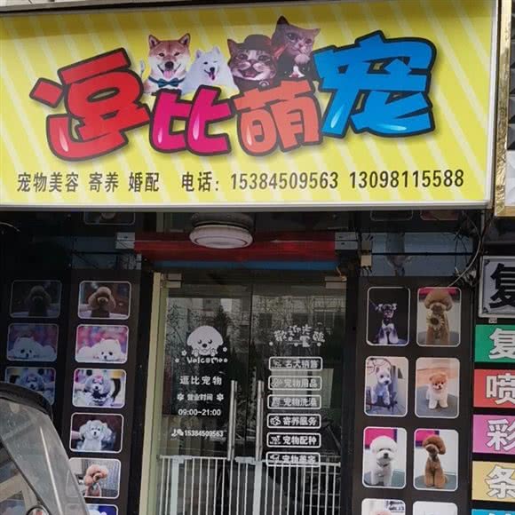 逗比萌宠:咸阳市渭城区文林路附近