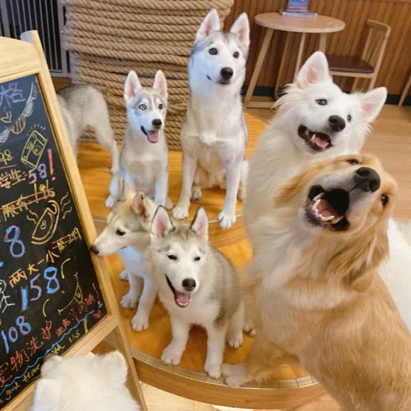 凯特与道格Pet Cafe狗咖·猫咖:兰州市城关区西关十字附近