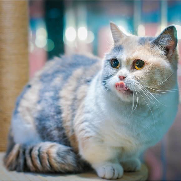 Mr. C&Cat 猫咖?猫舍:兰州市城关区东岗东路附近
