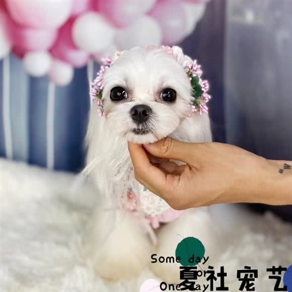 夏社宠物&宠艺宠物旗舰店:兰州市城关区九州开发区附近