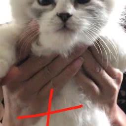 家庭布偶猫:银川市兴庆区凝聚力装饰/金茂建材附近