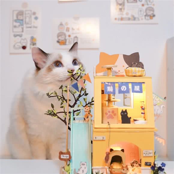 猫屋·猫咖:银川市兴庆区文化街附近