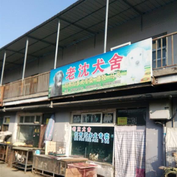 老姚犬舍:银川市兴庆区医科大附属医院附近