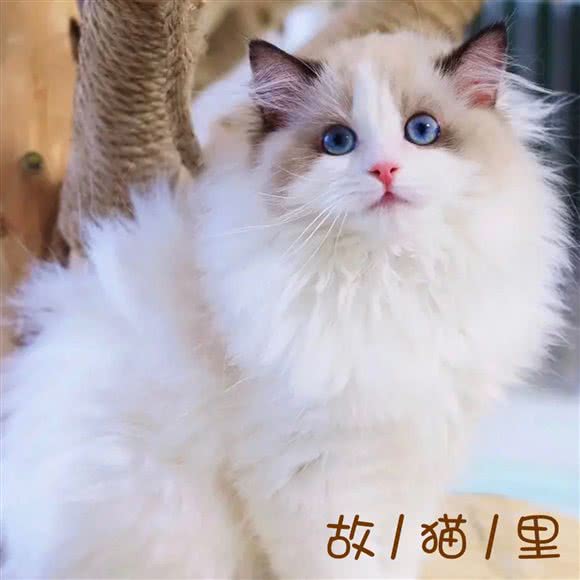 故猫里?猫咖:银川市西夏区西夏万达附近