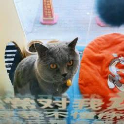 遛遛狗宠物生活馆:银川市金凤区人民广场附近