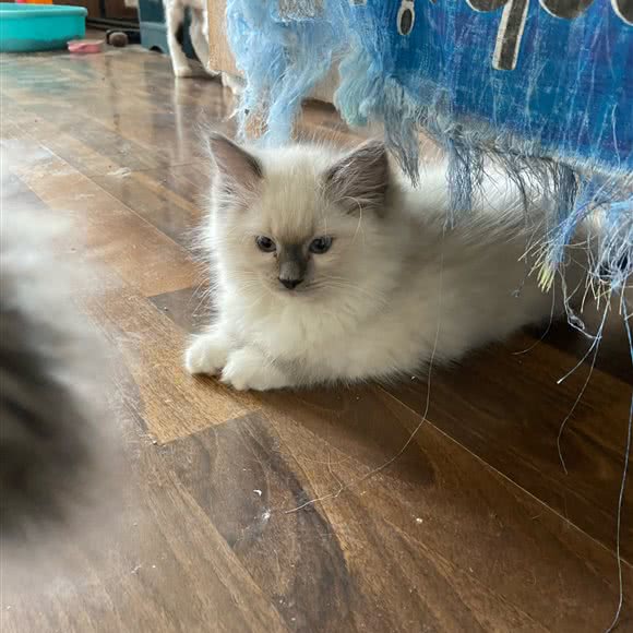 家庭布偶猫:吴忠市利通区新区广场附近