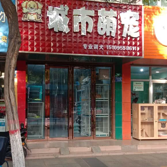 城市萌宠:中卫市沙坡头区鼓楼南街附近