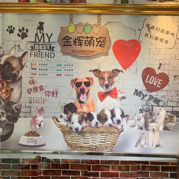 金辉萌宠:乌鲁木齐市沙依巴克区华凌市场附近