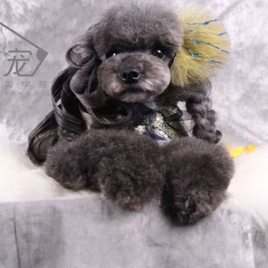 小犬当家萌宠店:乌鲁木齐市新市区天津路附近