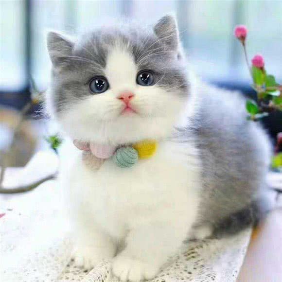 喵想乐园宠物猫舍:乌鲁木齐市新市区三宫六队附近