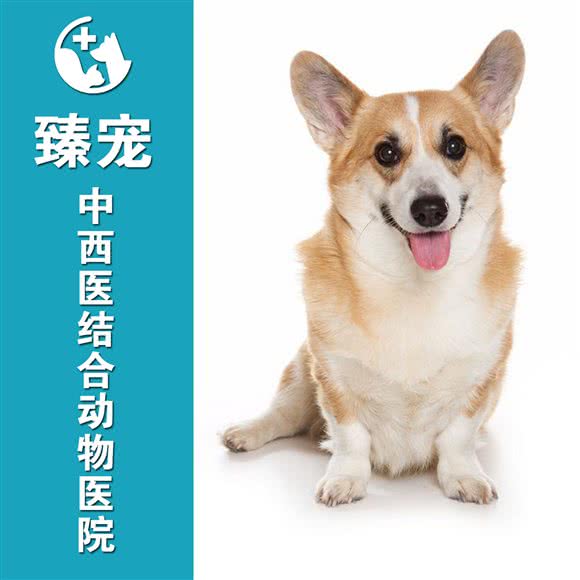 臻宠中西医结合动物医院:乌鲁木齐市新市区卫星广场附近