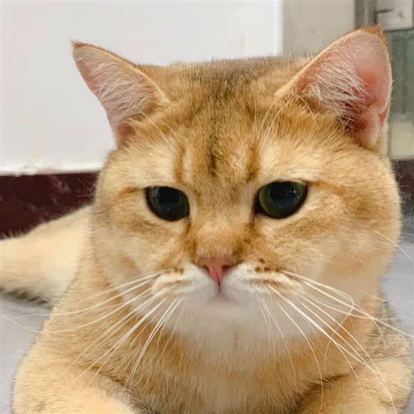 宠臣宠物猫咖:乌鲁木齐市新市区粮校附近
